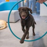 2025-mediation-animale-su-pkitmacher-9046 2025 mediation animale su pkitmacher 9046 1